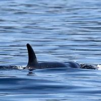 A-Pod Cast For Killer Whales cover