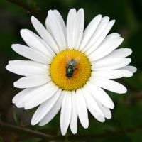 Wandering Nature cover
