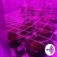 G.V.FUNCTIONPRODUCTIONS presents Wake And Bake Talk Show cover