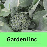 GardenLinc cover