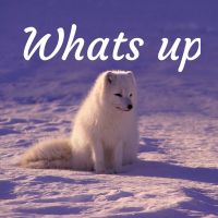 Whats up cover