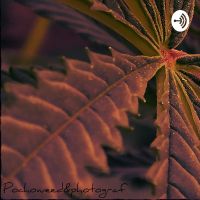 Cannabis Sativa(Autocultivo) cover