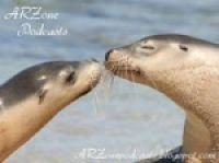 ARZone (Animal Rights Zone) Podcasts cover