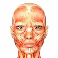 Anatomía Humana  cover