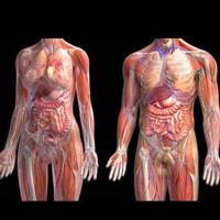 Anatomía y Fisiología Humana cover