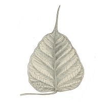 Dharma Seed - dharmaseed.org: dharma talks and meditation instruction cover