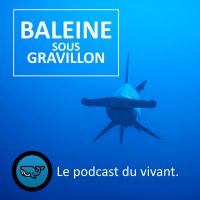 Baleine sous Gravillon (BSG) cover