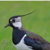 Nature News from RSPB Scotland cover