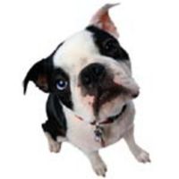 Noah's Bark!  From PhoneDog.com cover