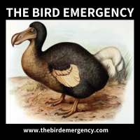 The Bird Emergency cover