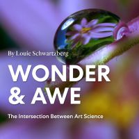Wonder And Awe cover