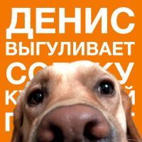 Денис выгуливает собаку cover