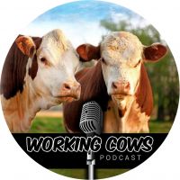 Working Cows cover