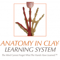 Anatomy in Clay® Learning System Podcast cover