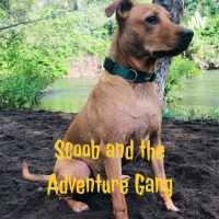 Scoob and the Adventure Gang cover