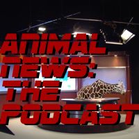 Animal News: The Podcast cover
