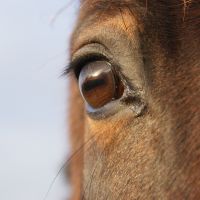 Cheval-facile cover