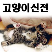 고양이신전 cover