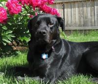 Angus The Dog cover