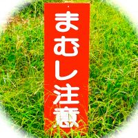 まむし注意！？ cover
