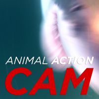 Animal Action Cam cover