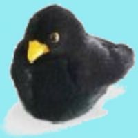 Birdpod - Birdwatching Podcast cover