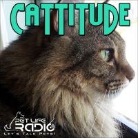Cattitude -  Cat podcast about cats as pets  on Pet Life Radio (PetLifeRadio.com) cover