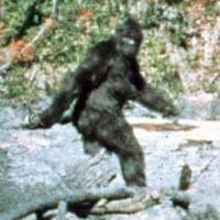 BigFoot Live cover