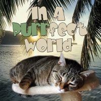 In A Purrfect World - a perfect world for cats on Pet Life Radio (PetLifeRadio.com) cover