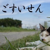 ごすいせん cover