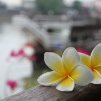 Sawadee Bangkok cover