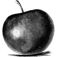 Cider Guide Podcast cover