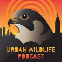 Urban Wildlife Podcast cover