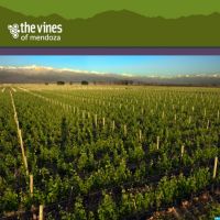 The Vines of Mendoza: Adventures in Winemaking cover