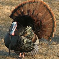 Turkey Crossing cover