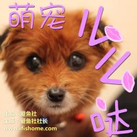 萌宠么么哒 cover