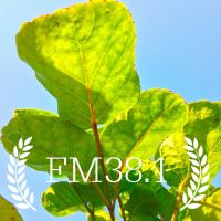 FM38.1 cover
