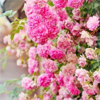生活 cover
