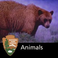 Animals cover