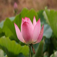 菜根谭 cover