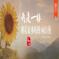 我是一株朝着家乡转的向日葵 cover