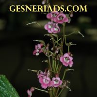 Gesneriads.com Podcasting for Gesneriad Horticulture cover