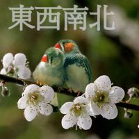 DongXiNanPei radio program's Podcast cover