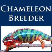 Chameleon Breeder Podcast with Bill Strand cover