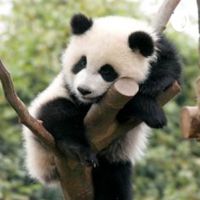 Bamboo Forest cover