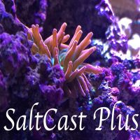 SaltCast Plus cover