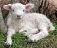 Lamb of God (Fowey Fellowship) cover