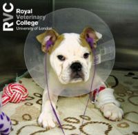 Veterinary Clinical Podcasts cover