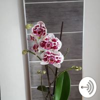 Mabe_mascha cover