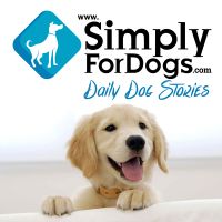 SimplyForDogs|Franklin Medina discusses the latest dog tips, dog strategies, dog training, and everything related to dogs cover